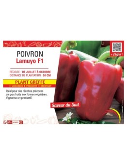 POIVRON LAMUYO F1 Plant greffé