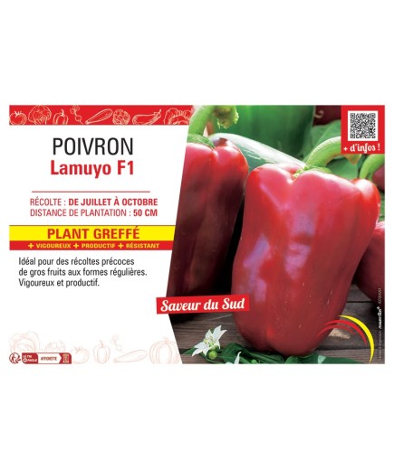 POIVRON LAMUYO F1 Plant greffé