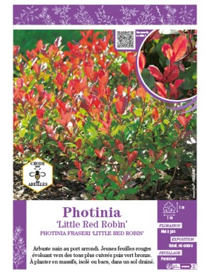 PHOTINIA LITTLE RED ROBIN