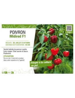 POIVRON MIDIRED F1