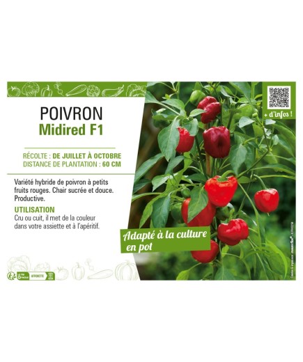 POIVRON MIDIRED F1