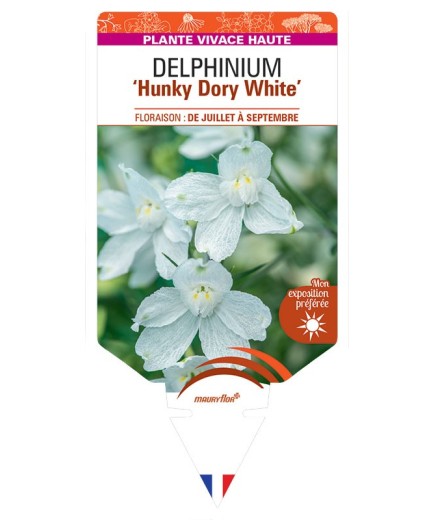 DELPHINIUM Hunky Dory White