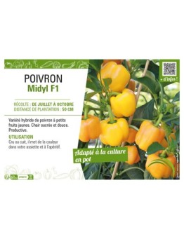 POIVRON MIDYL F1