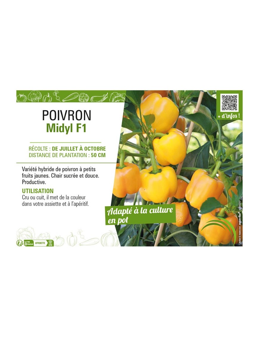 POIVRON MIDYL F1
