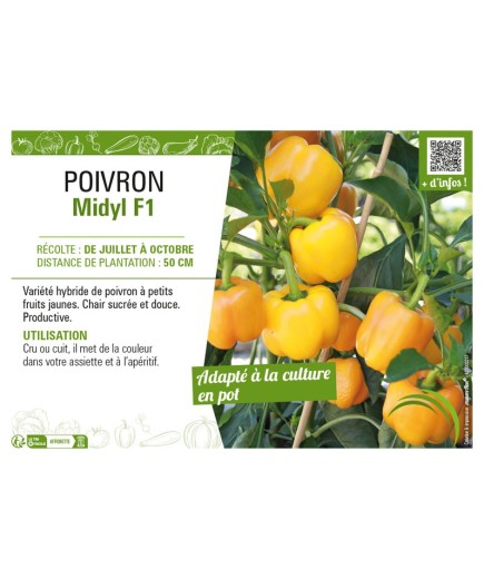 POIVRON MIDYL F1
