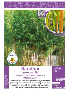 PHYLLOSTACHYS AUREOSULCATA AUREOCAULIS voir Bambou