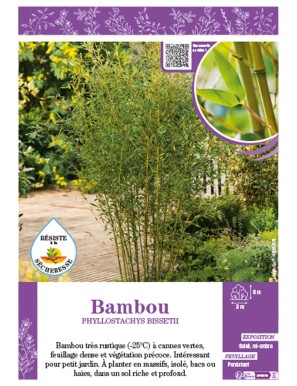 PHYLLOSTACHYS BISSETII voir Bambou
