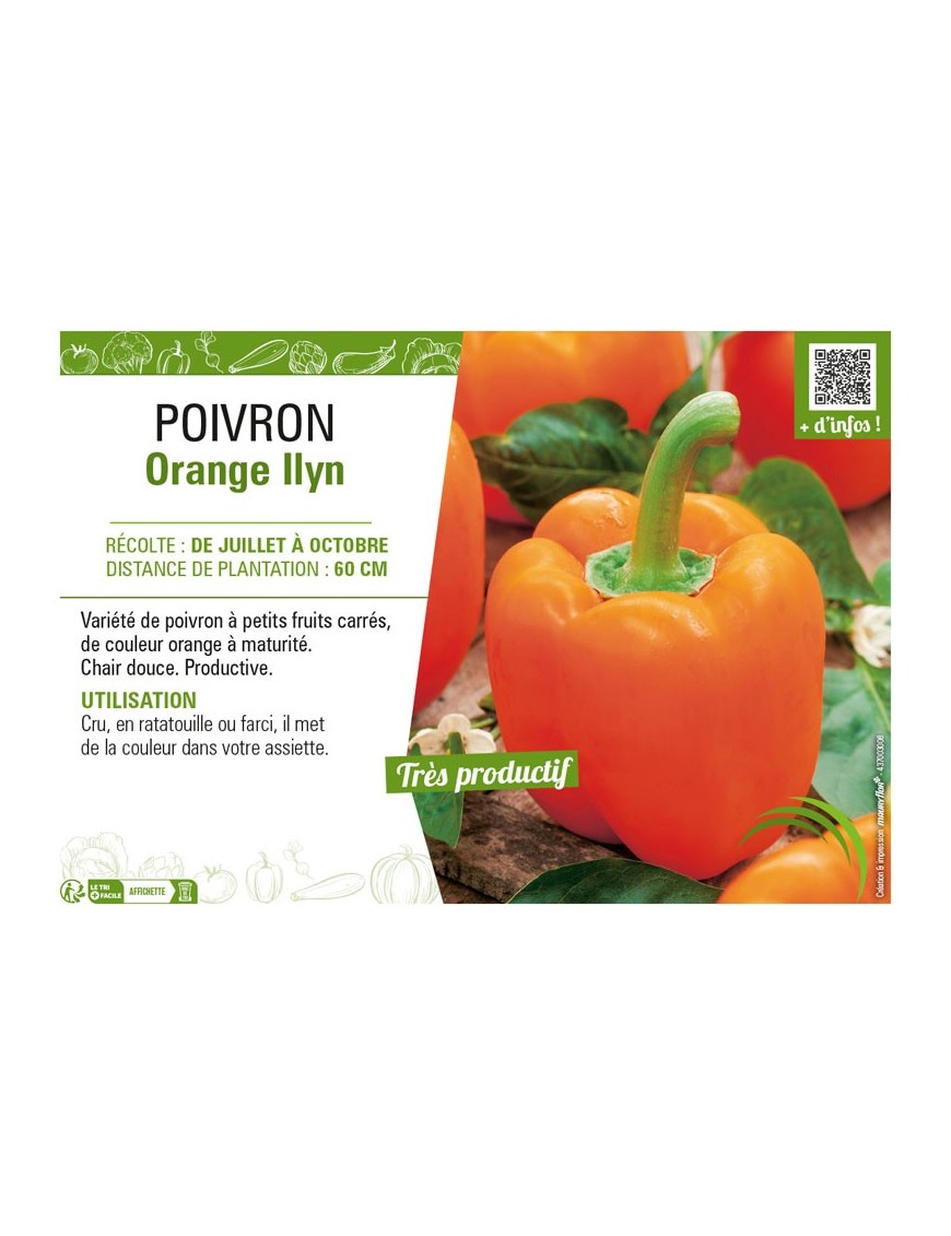 POIVRON ORANGE ILYN
