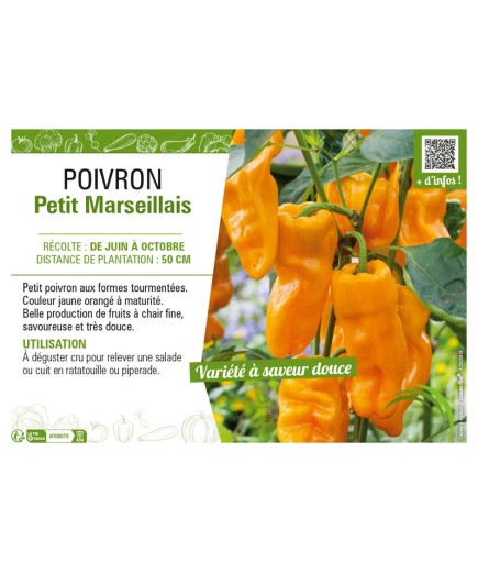 POIVRON PETIT MARSEILLAIS
