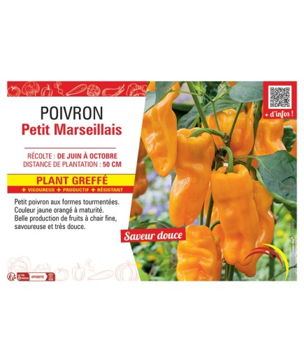POIVRON PETIT MARSEILLAIS Plant greffé