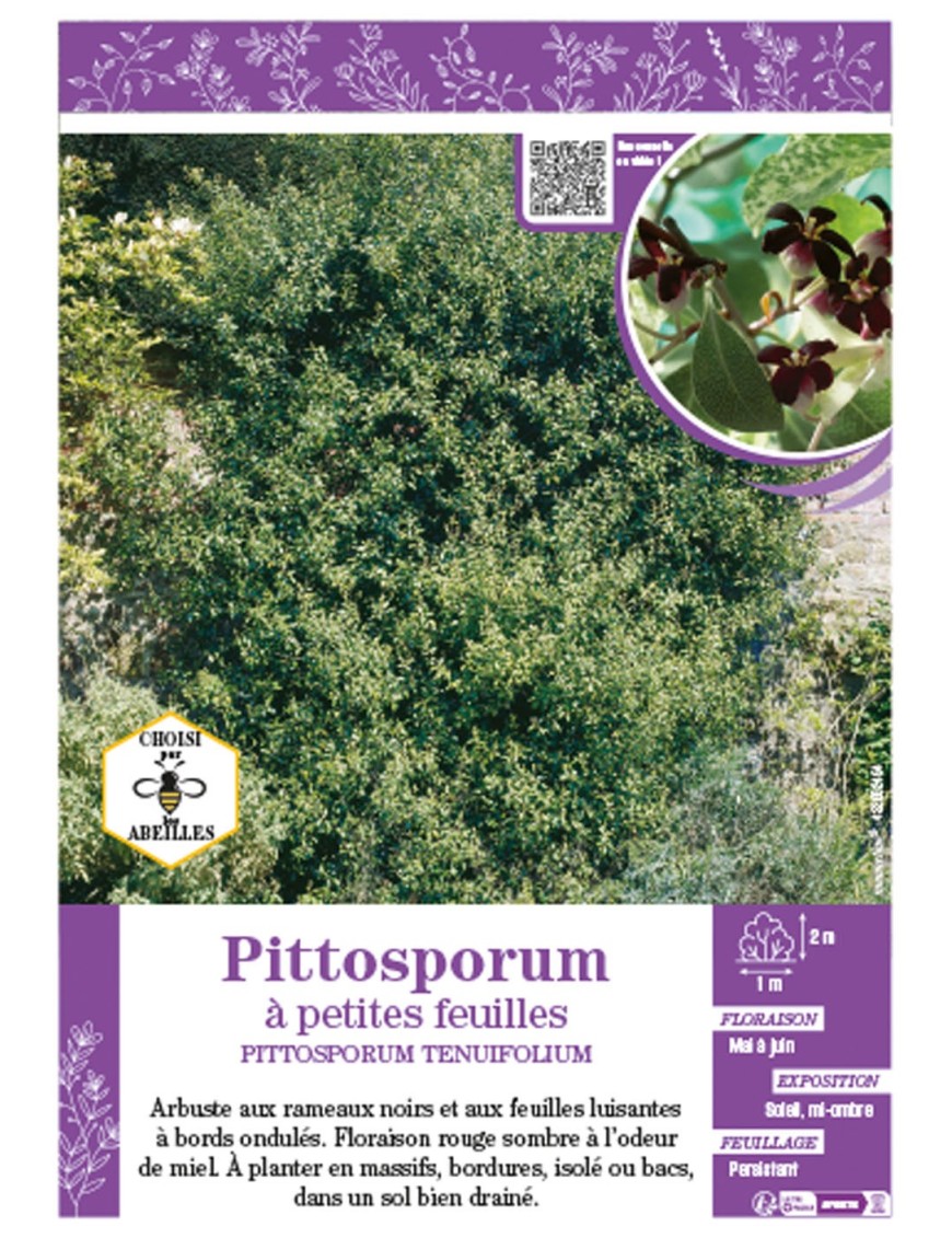 PITTOSPORUM TENUIFOLIUM voir Pittosporum à petites feuilles