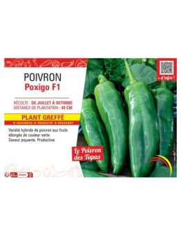 POIVRON POXIGO F1 Plant greffé