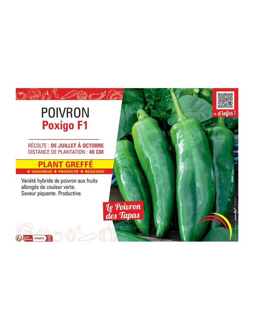 POIVRON POXIGO F1 Plant greffé