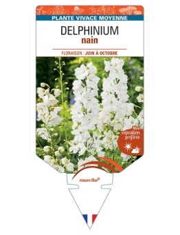 DELPHINIUM nain (blanc)