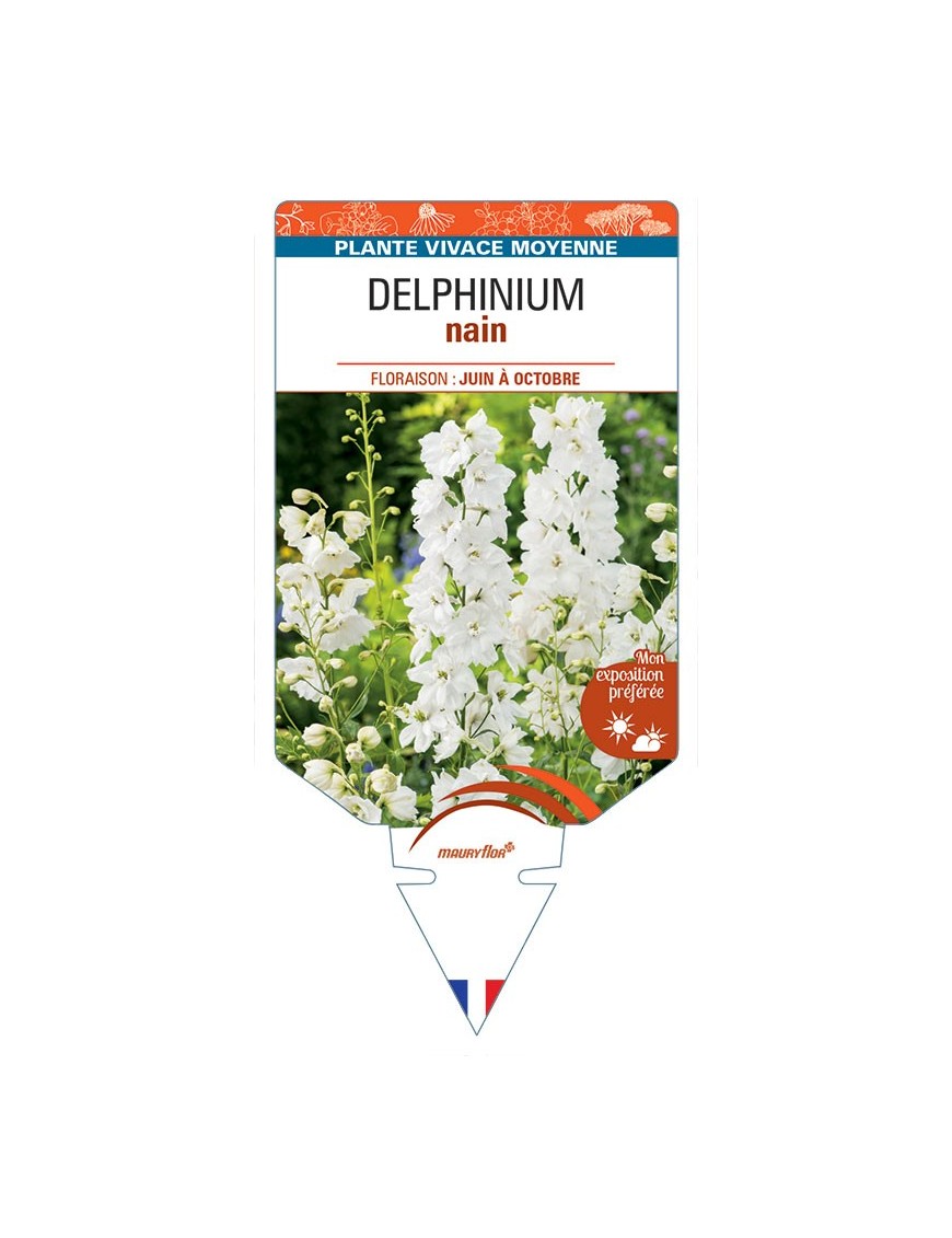 DELPHINIUM nain (blanc)