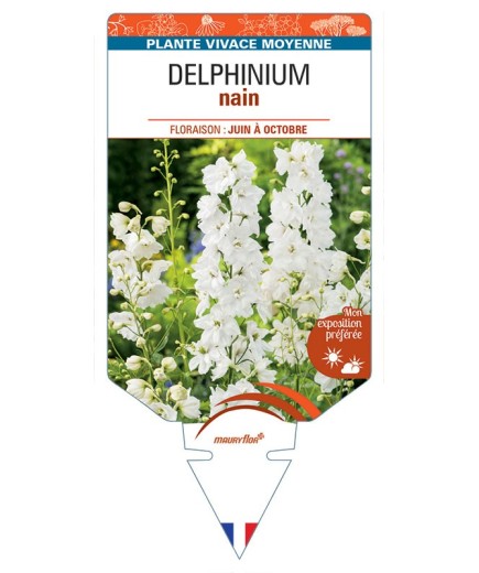 DELPHINIUM nain (blanc)