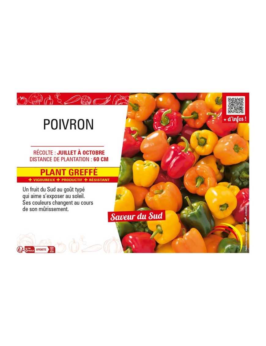 POIVRON Plant greffé
