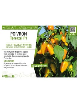 POIVRON TERRAZZI F1