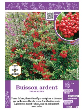 PYRACANTHA (rouge) voir BUISSON ARDENT
