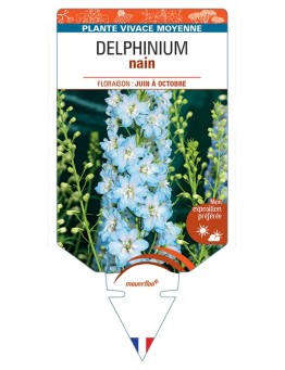 DELPHINIUM nain (bleu clair à cœur blanc)