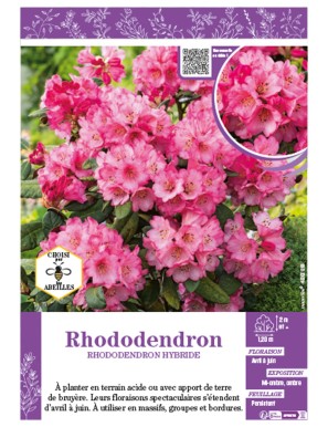 RHODODENDRON HYBRIDE (rose)