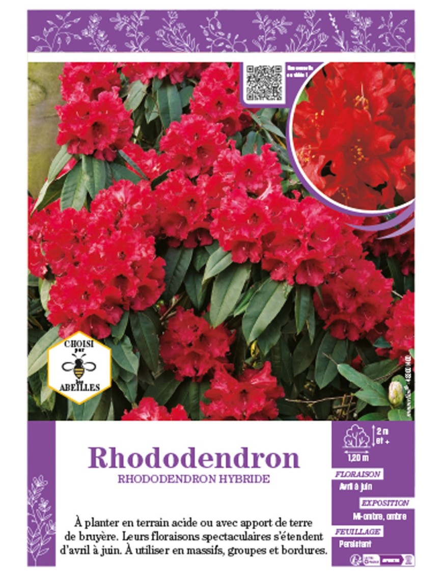 RHODODENDRON HYBRIDE (rouge)