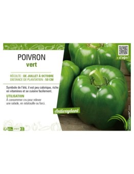 POIVRON VERT