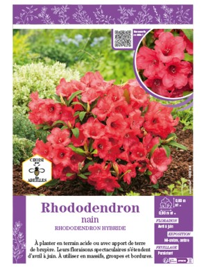 RHODODENDRON NAIN (rouge)
