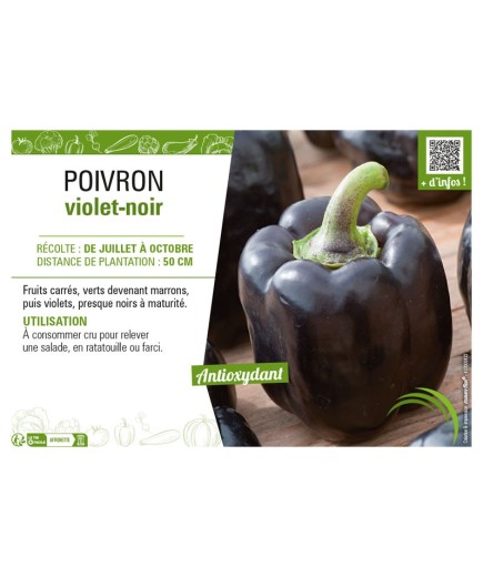 POIVRON VIOLET-NOIR