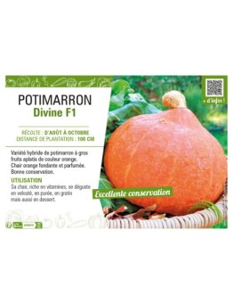 POTIMARRON DIVINE F1