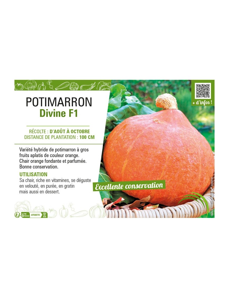 POTIMARRON DIVINE F1