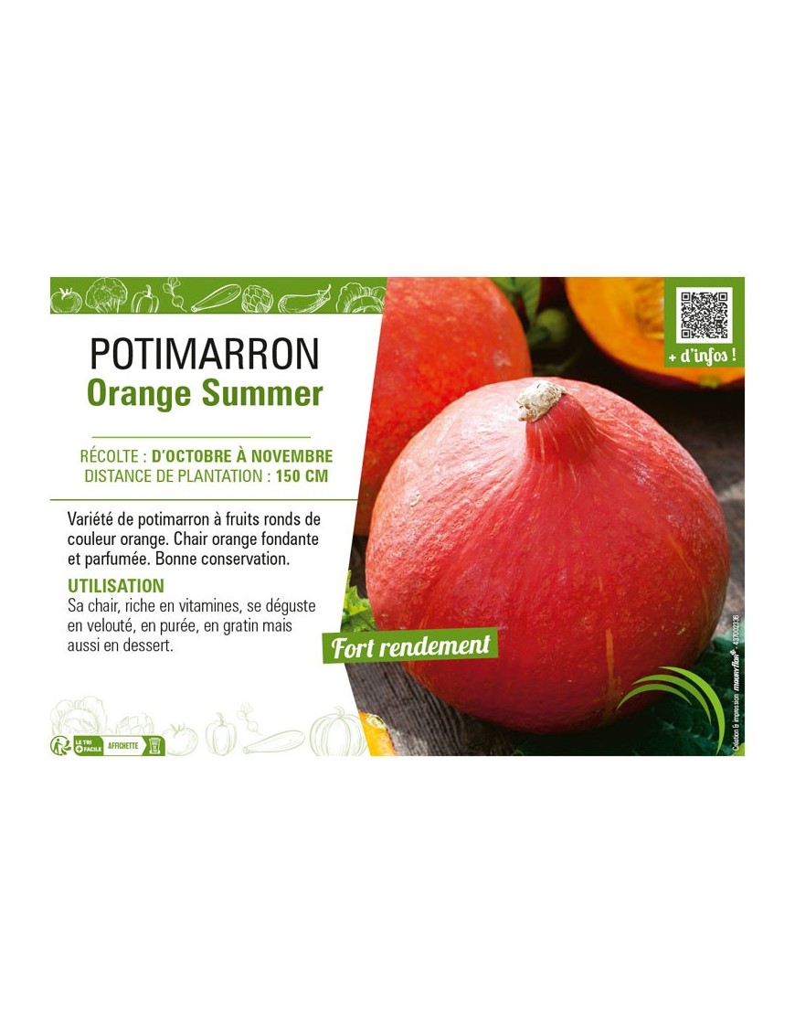 POTIMARRON ORANGE SUMMER