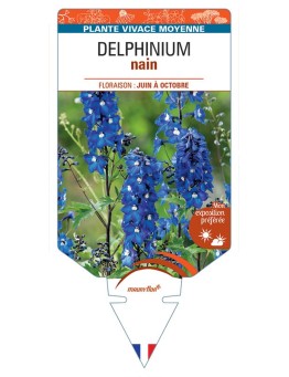 DELPHINIUM nain (bleu foncé à cœur blanc)