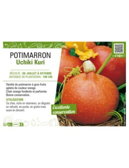 POTIMARRON UCHIKI KURI