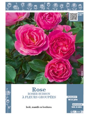 ROSIER BUISSON À FLEURS GROUPÉES (rose)
