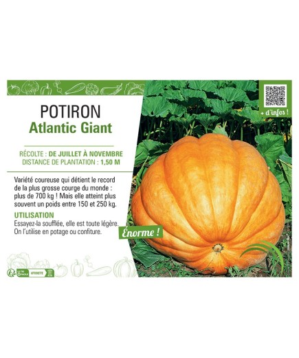 POTIRON ATLANTIC GIANT