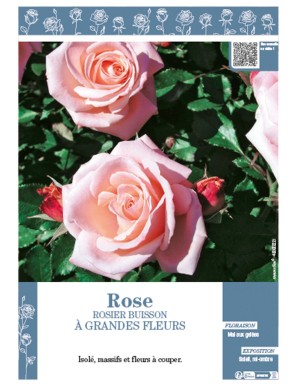 ROSIER BUISSON À GRANDES FLEURS (rose)