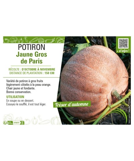 POTIRON JAUNE GROS DE PARIS