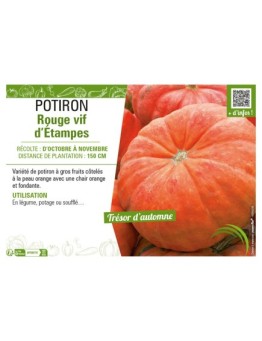 POTIRON ROUGE VIF D'ÉTAMPES
