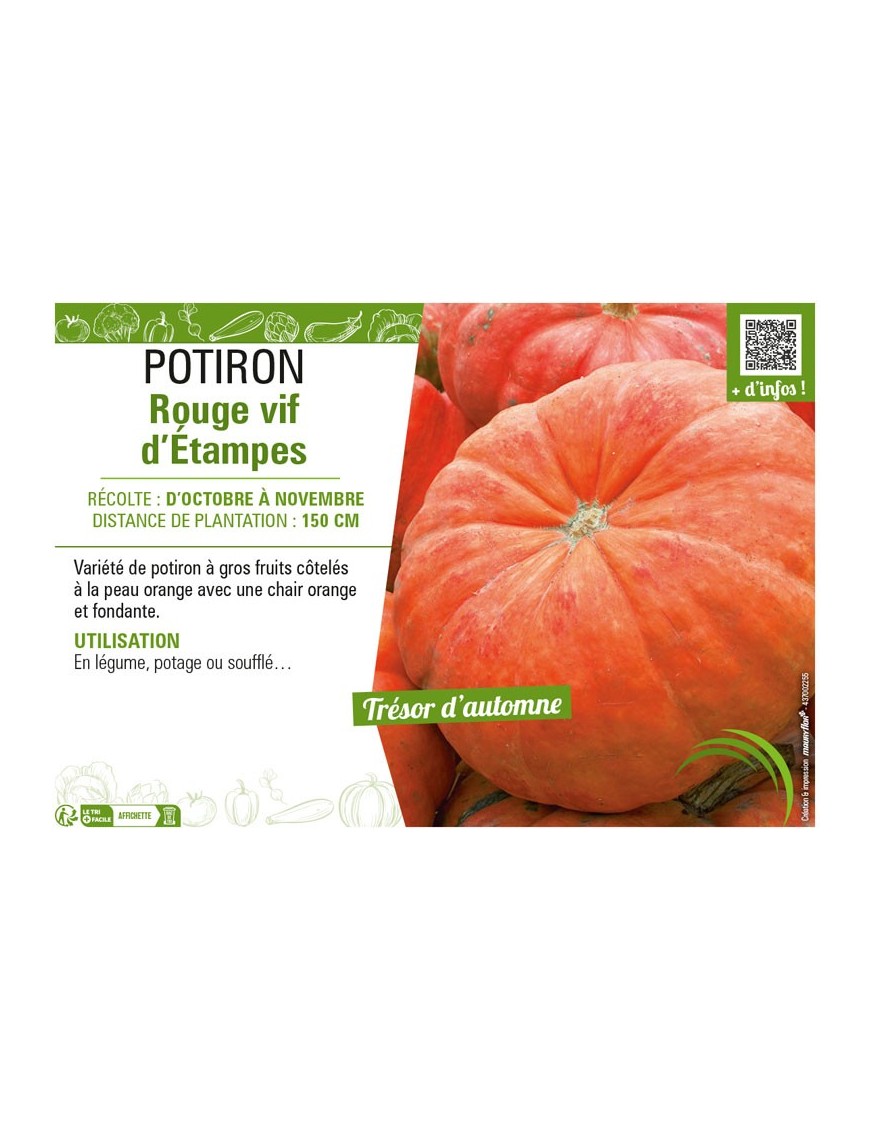 POTIRON ROUGE VIF D'ÉTAMPES