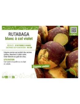 RUTABAGA BLANC À COL VIOLET