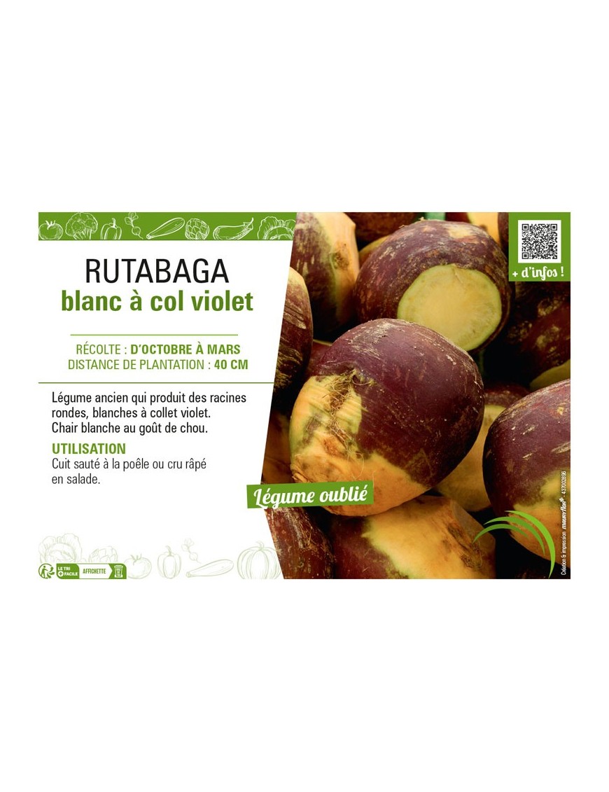 RUTABAGA BLANC À COL VIOLET