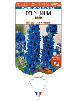 DELPHINIUM nain (bleu foncé à cœur noir)
