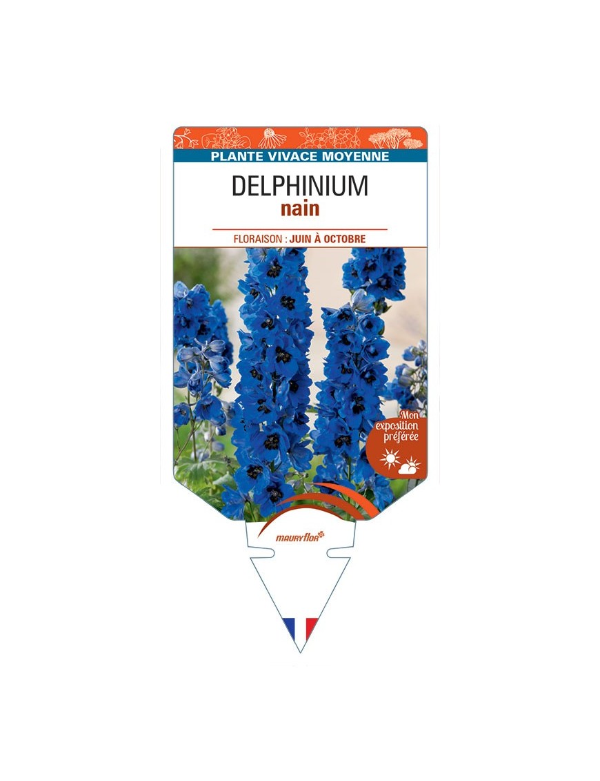 DELPHINIUM nain (bleu foncé à cœur noir)