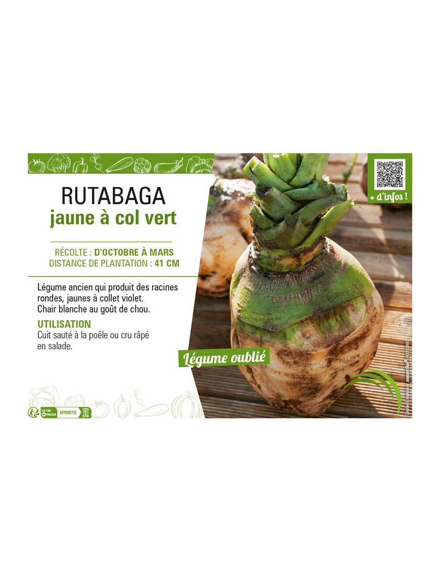 RUTABAGA JAUNE À COL VERT