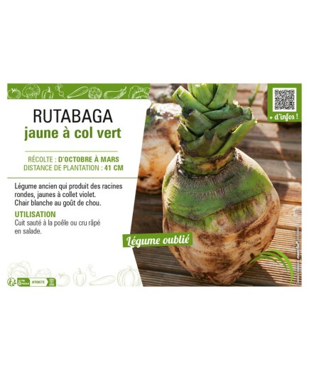 RUTABAGA JAUNE À COL VERT