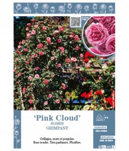 ROSIER GRIMPANT voir Pink Cloud