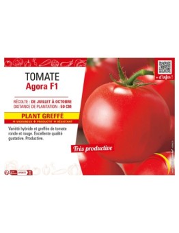 TOMATE AGORA F1 Plant greffé