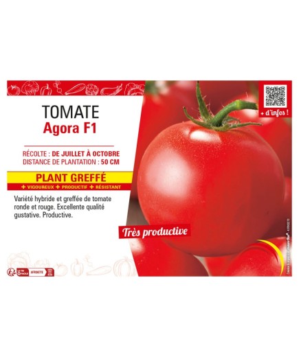 TOMATE AGORA F1 Plant greffé
