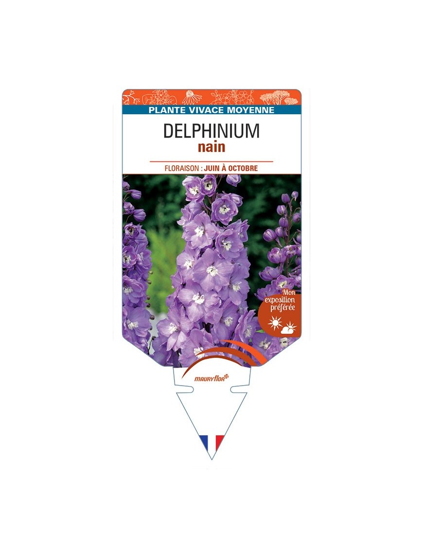 DELPHINIUM nain (rose foncé à cœur blanc)